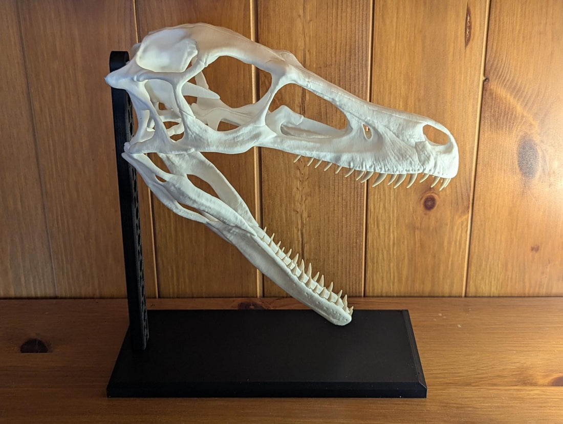 Full-Size 3D Printed Raptor Skull